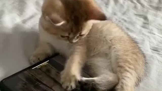 Cats are so funny PART 691 FUNNY CAT VIDEOS #Shorts #Shorts