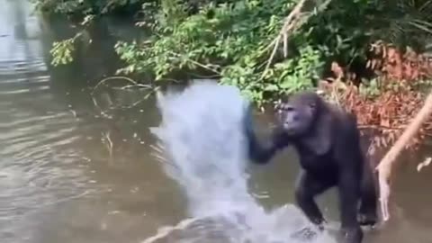 Funny monkey video