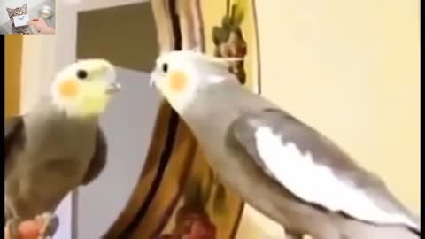 animals mirrer fight