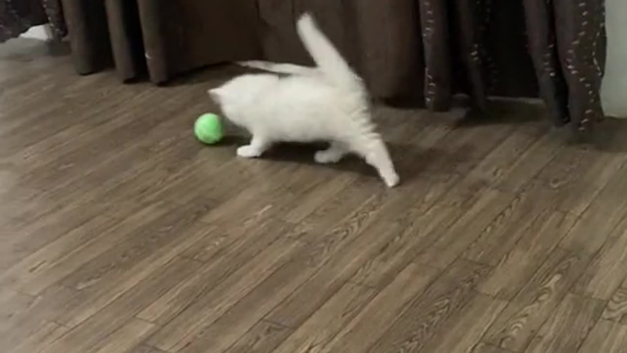 My heart cat