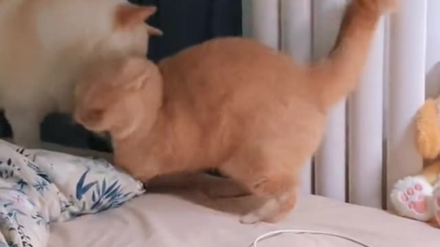Do you want to take me home? #puppycute #cutepuppy #cutecat #fyp