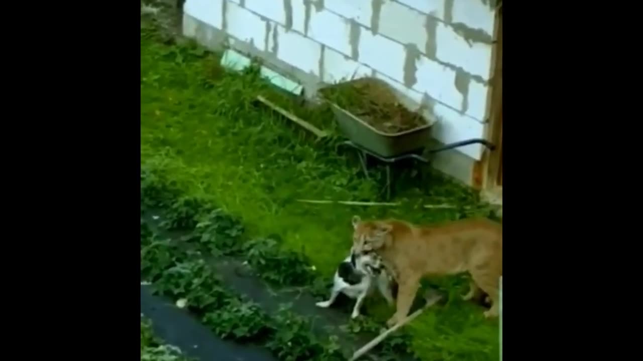 Lion Attacks Dog