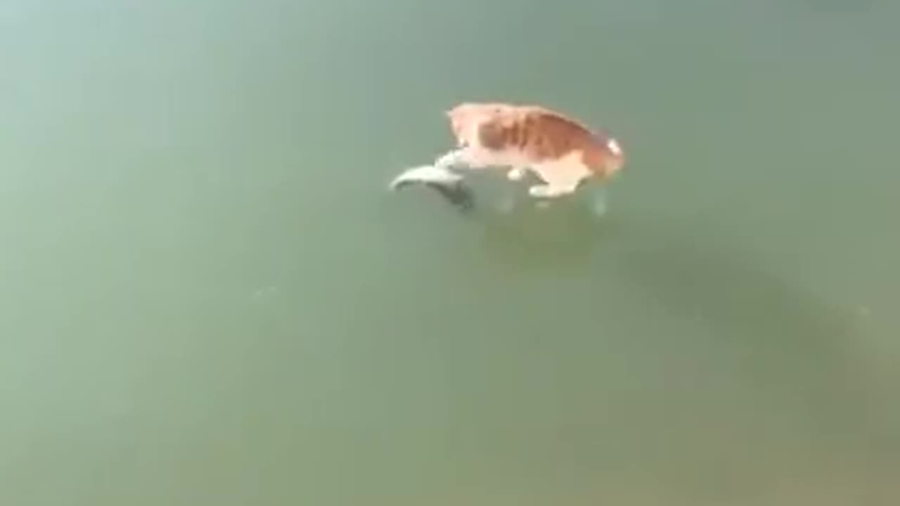 Cat want to catch fish