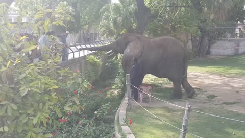 A beautiful view of Lahore zoo