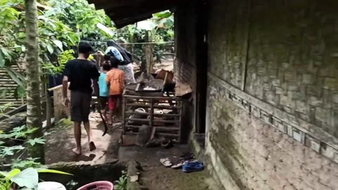 Harvesting Snails in the Rice Fields