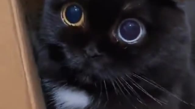 Those eyes