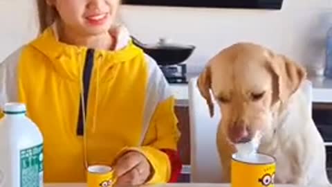 Dog food pets 😽|| funny dogs|| pets animals|| #short #pets #animals #funny