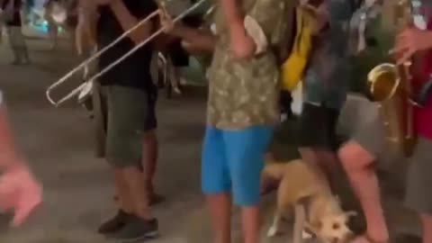 Funny Dog Attack