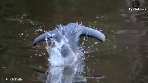 35 Brutal Moments of Birds Battling Against Their Prey