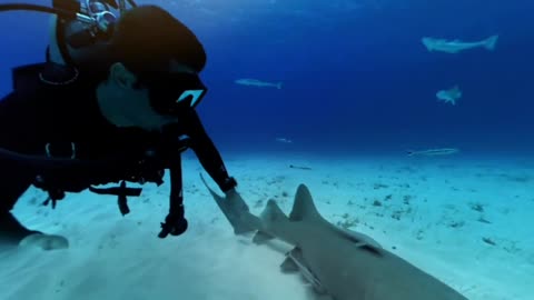 360° Great Hammerhead Shark Encounter _ National Geographic