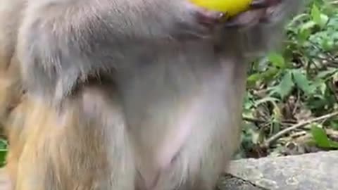 Love monkey| Animals Love