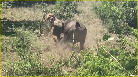 The Greatest Fights In The Animal Kingdom | Lion VS Buffalo