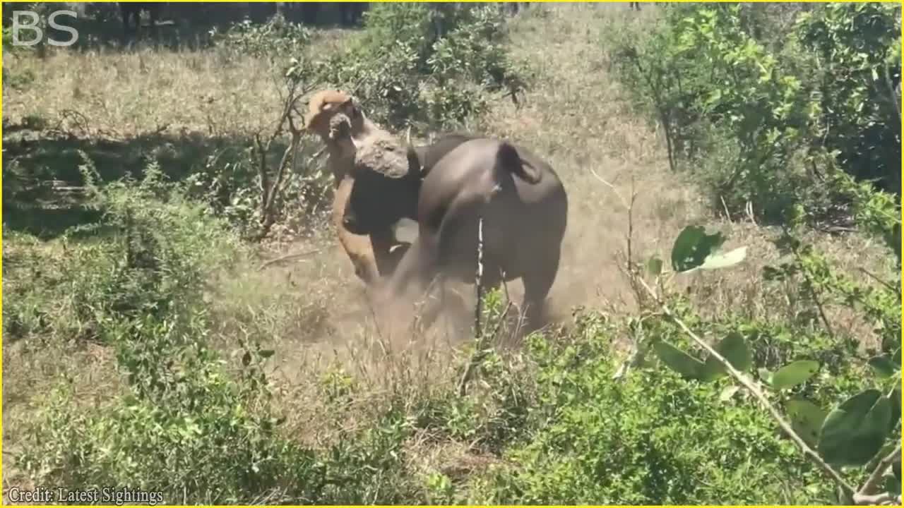 The Greatest Fights In The Animal Kingdom | Lion VS Buffalo