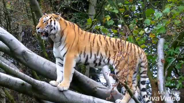 Beautiful Tigger with magestic music #music#