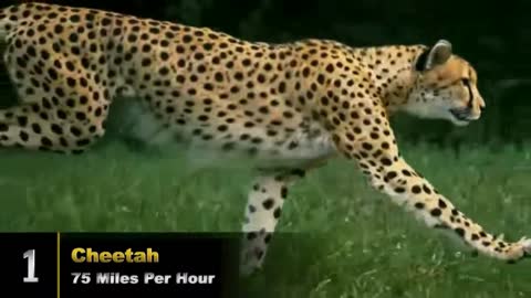 Top 10 Fastest Animals