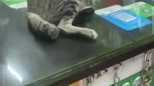 cat video funny cat traning video cat traning cat beautiful video cat