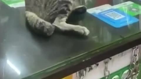 cat video funny cat traning video cat traning cat beautiful video cat
