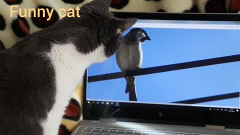Funny cat