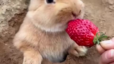 This is adorable🐰❤️❤️❤️❤️❤️❤️❤️🥰🥰🥰🥰🥰