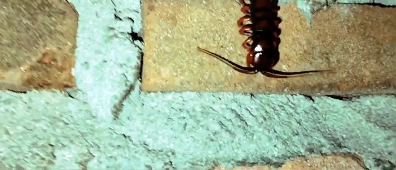 Baboon Grasshopper Colony
