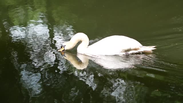 Beautiful swan 3