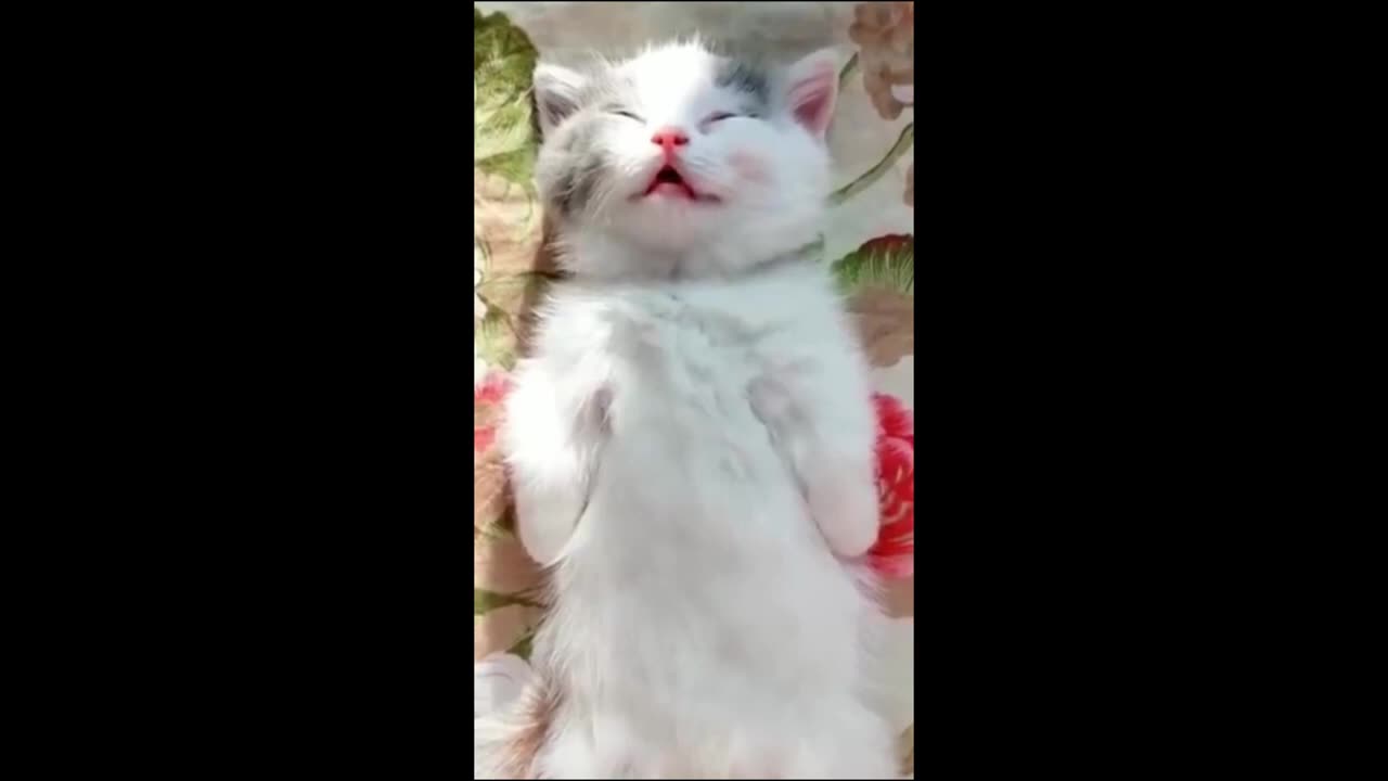 Cute Animals video