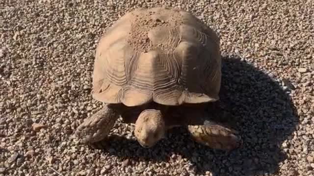 iowntheworldsfastestanimal🐢#funny#viral