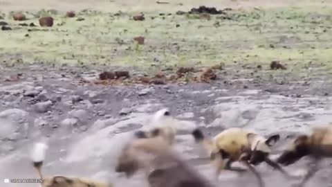12 Times Hyenas Messed With The Wrong Animals