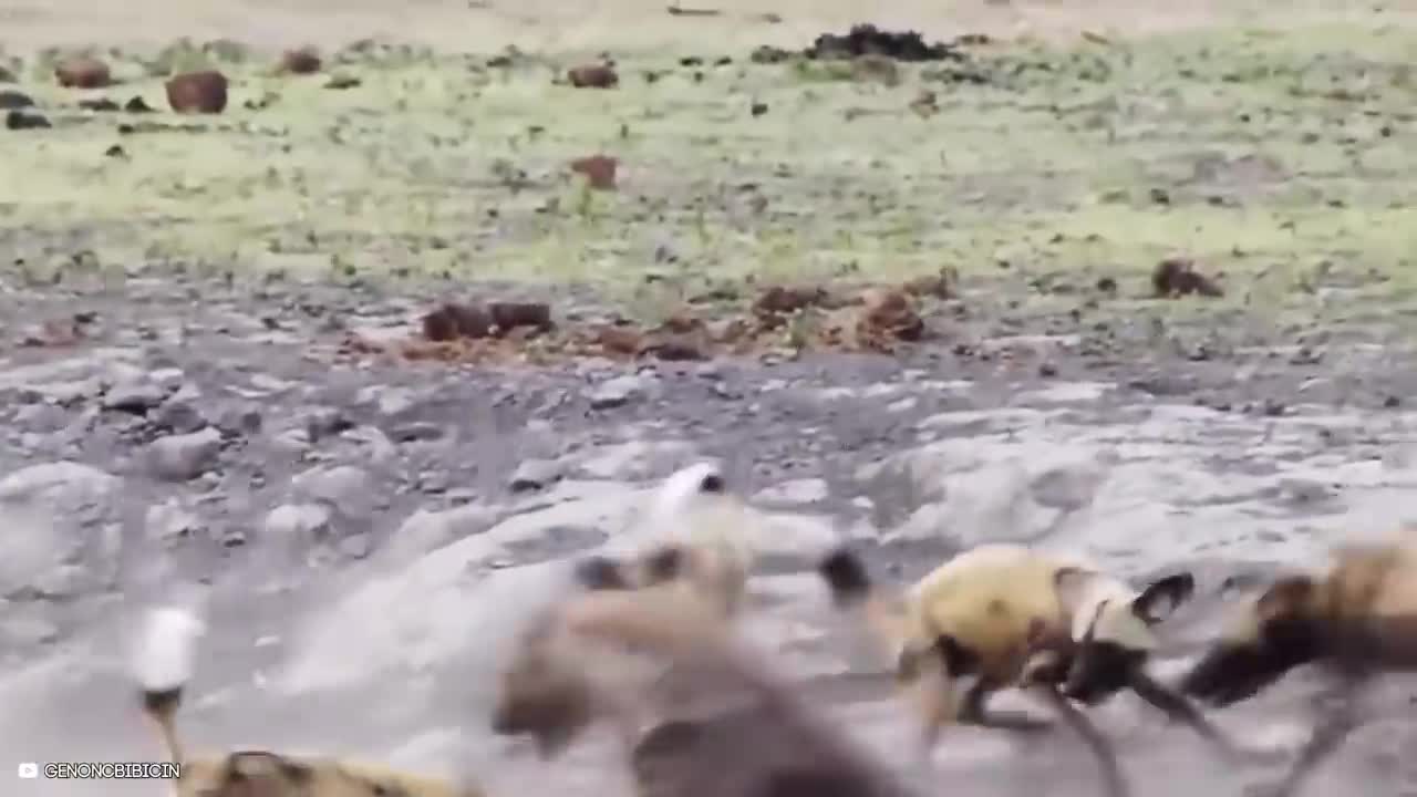 12 Times Hyenas Messed With The Wrong Animals