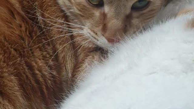 A cute cat who roams with alogs.