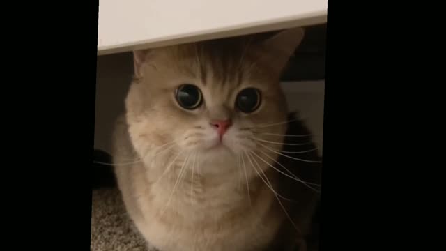 Funny cat video Part 2