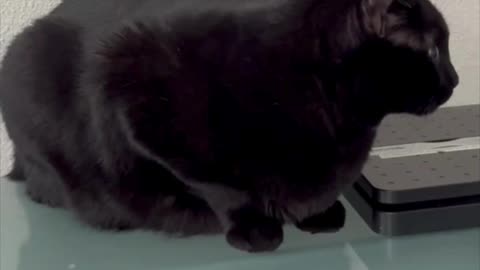 Adopting a Cat from a Shelter Vlog - Cute Precious Piper is a Busy Office Manager #shorts