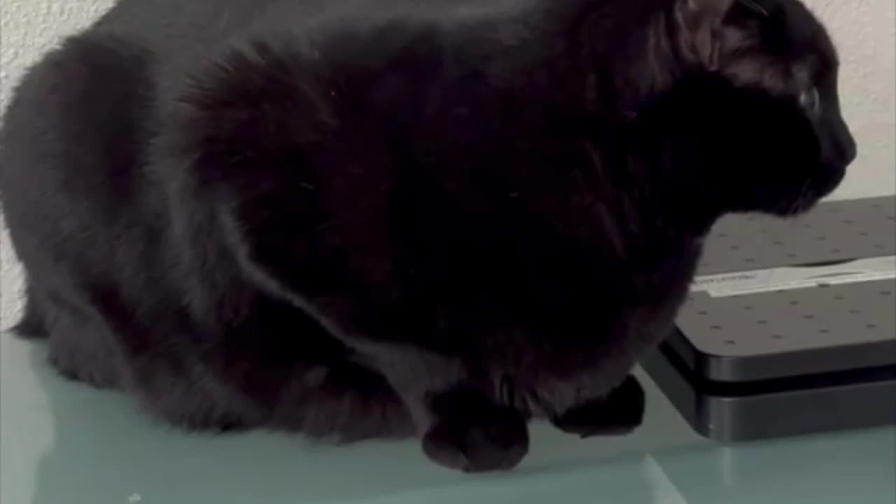 Adopting a Cat from a Shelter Vlog - Cute Precious Piper is a Busy Office Manager #shorts
