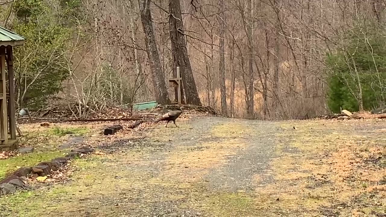 Appalachia NW NC 🌳 Turkeys at The Treehouse 🦃 🦃