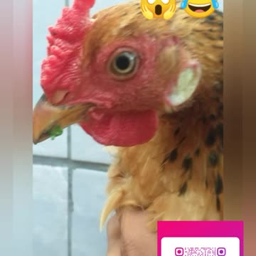 A GALINHA ABRIU O PORTÃO 🤣🤣🤣🤣🤣😱