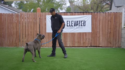 DOG TRANING VIDEO