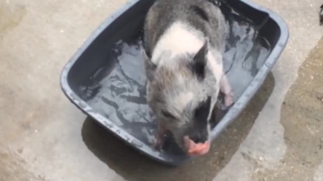 Mini Pig cooling down in a bucket of water