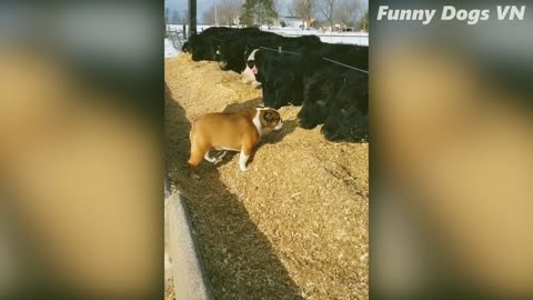 Funny animal video moments 1080p