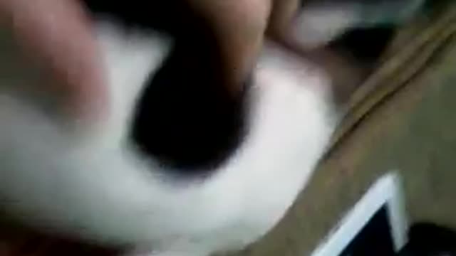 meu cachorrinho Boby