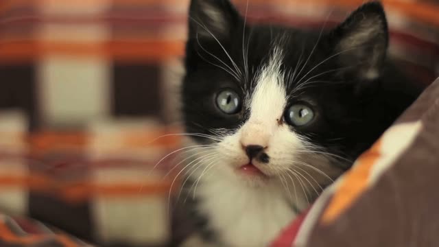 Kitty