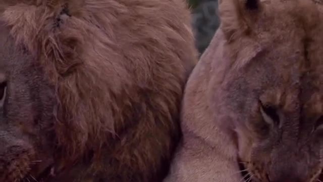 Watch as a Pride If Lions Rip a Warthog in Pieces.