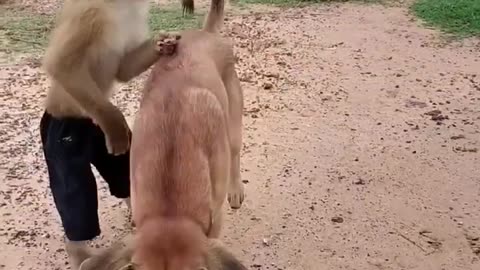 monkey and dog funny video #shorts #comedy