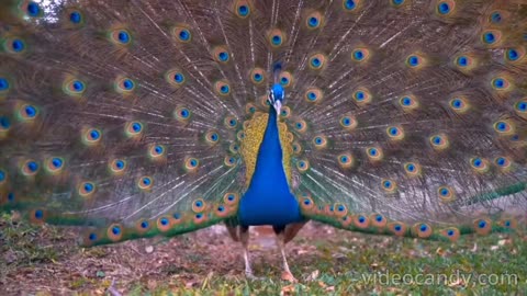 PEACOCK 2