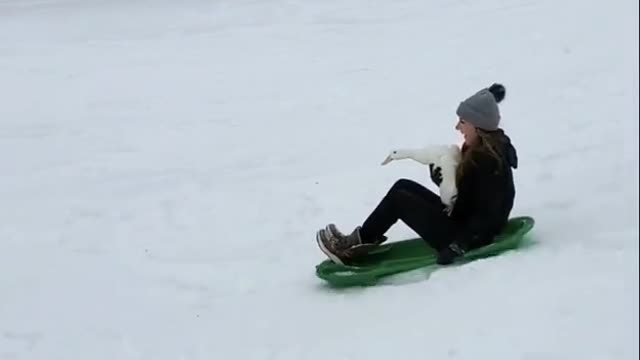Quackdaddygoessledding