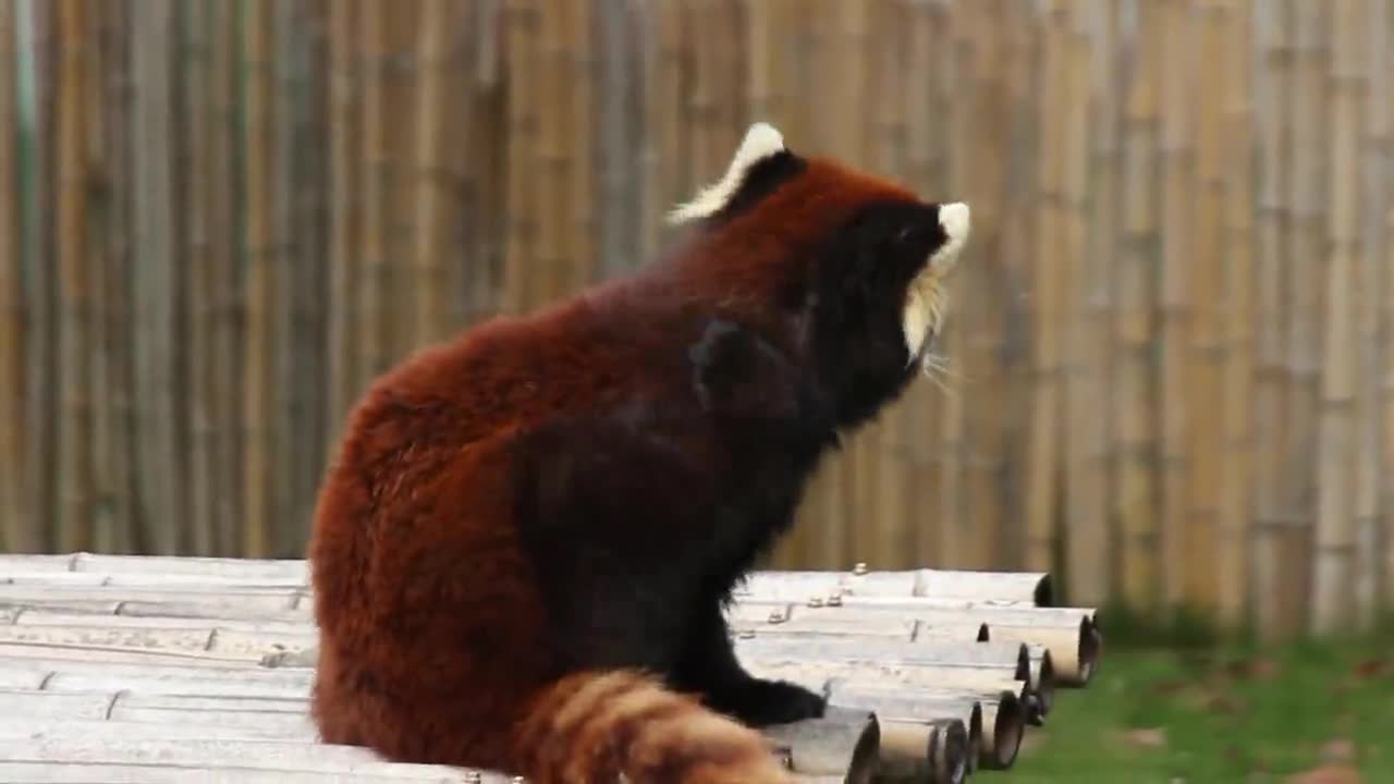 Red panda wild animals zero distance