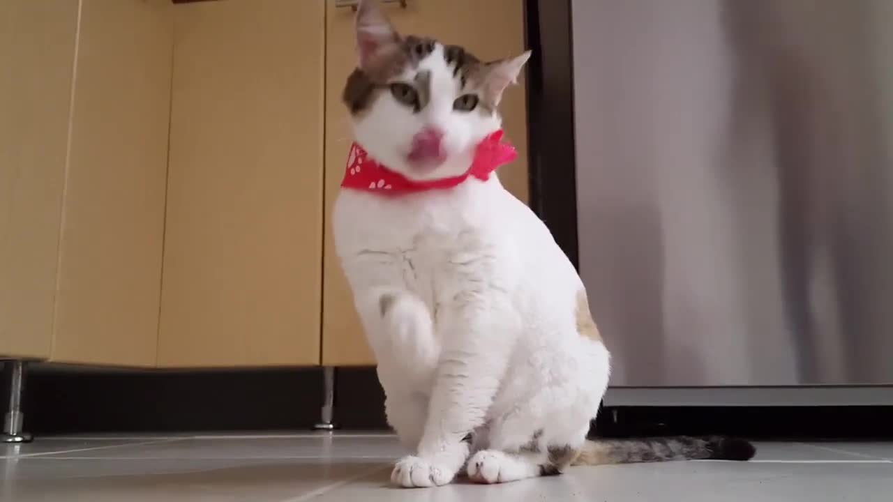 Funny Cat Video