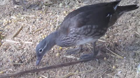 Roulroul partridge (1)