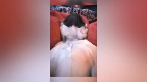 😂Funny Animals Video😂 - Best Dogs and Cats Video - 2024