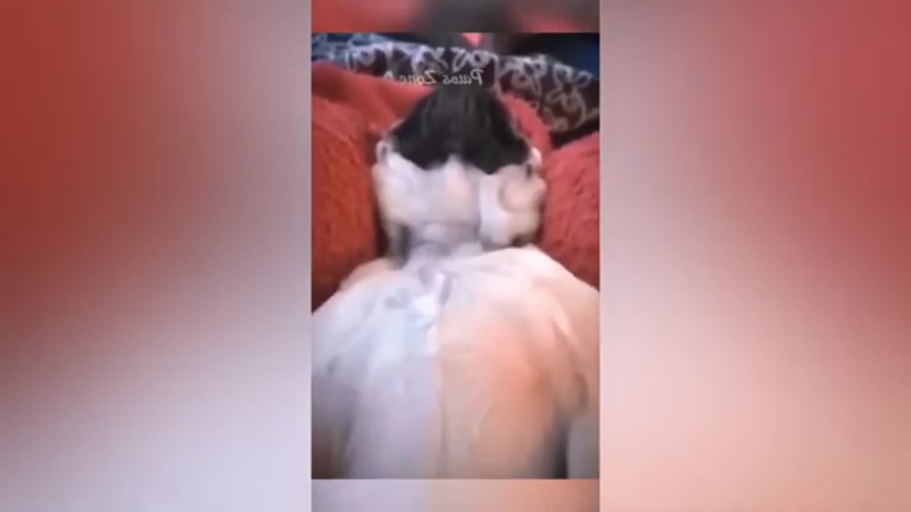 😂Funny Animals Video😂 - Best Dogs and Cats Video - 2024