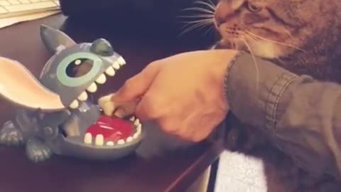 Cat playing with toys